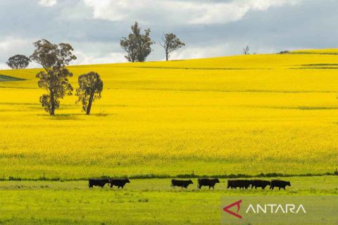Indahnya hamparan bunga rapa di Canberra