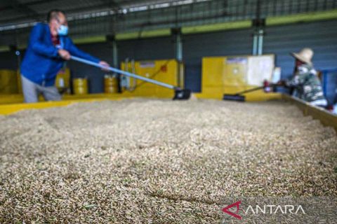 Industri benih di Kota Dongfang