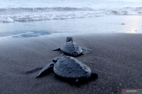 Peningkatan populasi penyu jantan