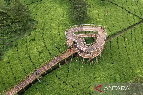 Pesona wisata alam Kebun Teh Tambi Sikatok