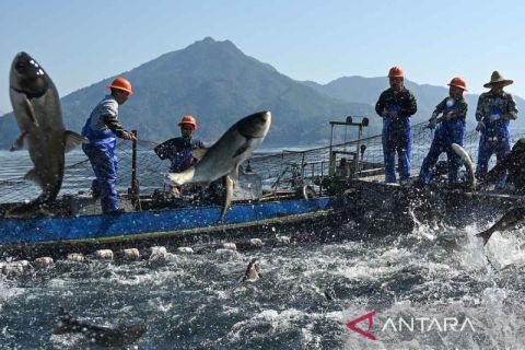 Panen ikan di perairan Huangshanjian