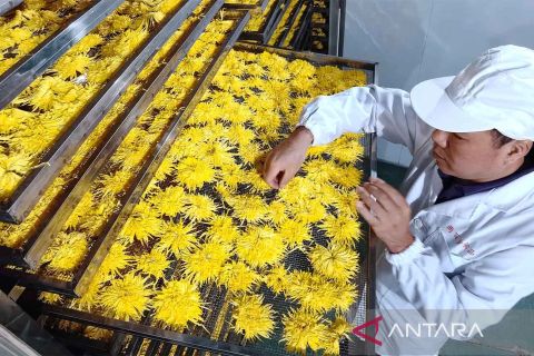 Panen bunga krisantemum