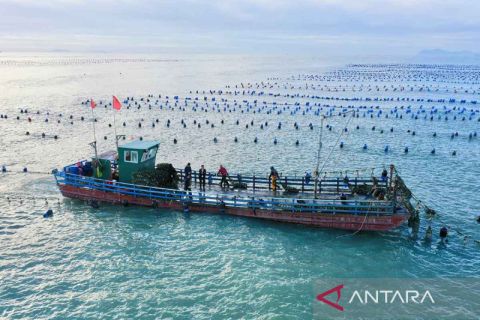 Panen tiram hasil akuakultur di Provinsi Fujian