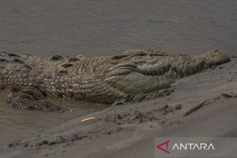 Kesulitan Penangkaran Buaya Sungai Palu