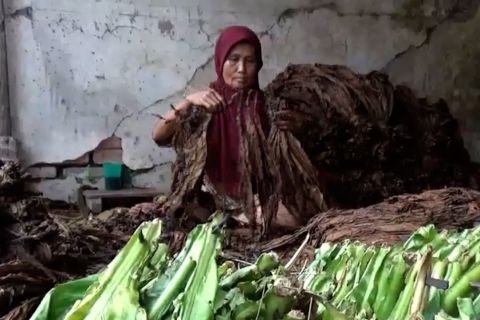 Petani tembakau asepan nikmati harga terbaik saat kemarau basah