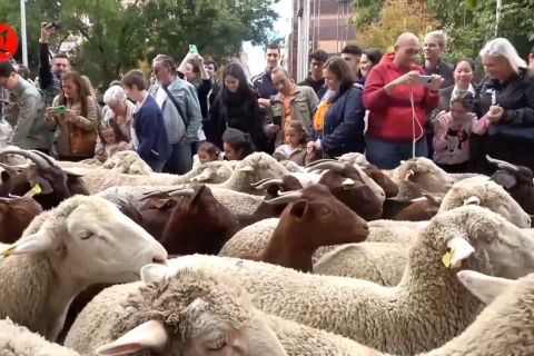 Ketika gembala dan ribuan domba membanjiri kota Madrid