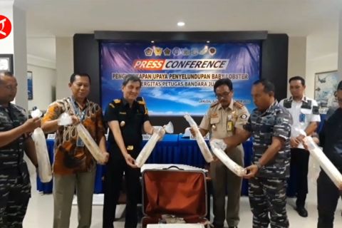 Lanudal Juanda gagalkan penyelundupan benih lobster tujuan Singapura