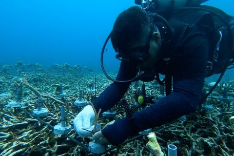 LKBN ANTARA transplantasi karang di Banda Neira