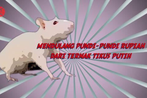 Mendulang pundi-pundi rupiah dari ternak tikus putih