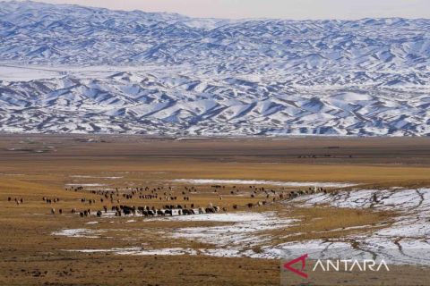 Melindungi ternak dari angin musim dingin di lembah Gunung Barlik