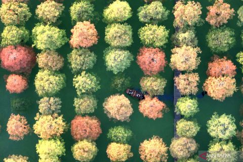 Pesona hutan kayu merah fajar di Jiangsu