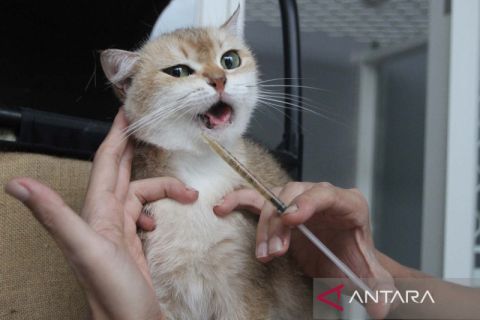 Peternak kucing ras di Malang