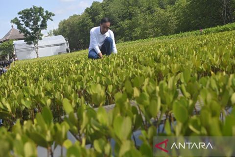 Presiden Jokowi kunjungi tempat persemaian dan pembibitan pohon mangrove di Tahura Ngurah Rai