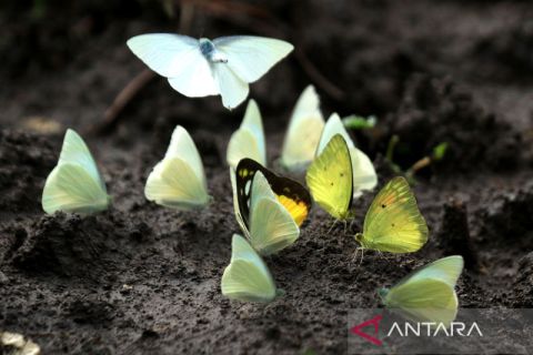 Musim kupu-kupu di TN Baluran