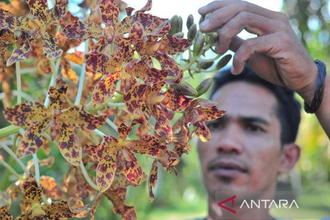 Penyelamatan anggrek hutan di Muarojambi