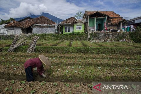 Penyintas gempa Cianjur mulai bertani