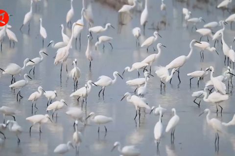 Ada 238 spesies burung muncul di Danau Baiyangdian, China