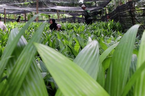 BPDAS Kapuas jadikan KBR sarana pemulihan fungsi hutan dan lahan