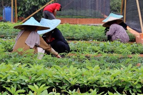Kontribusi perempuan dalam Rehabilitasi Hutan dan Lahan DAS Kapuas
