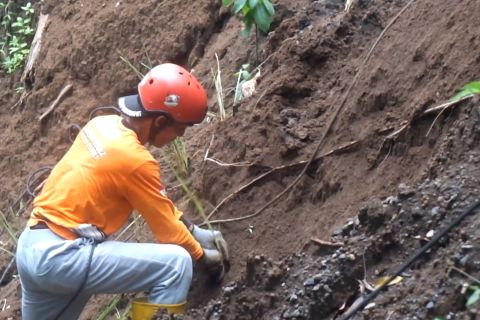 Menanam rumput vetiver untuk cegah longsor di Gunung Gumitir