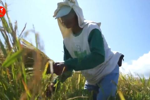 Mengenal pertanian ramah lingkungan melalui sistem SRI organik