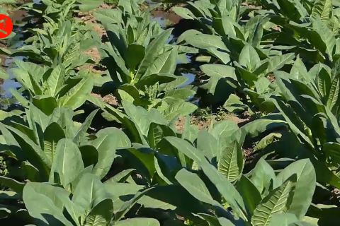 Petani tembakau minta pemerintah kaji ulang kenaikan cukai rokok