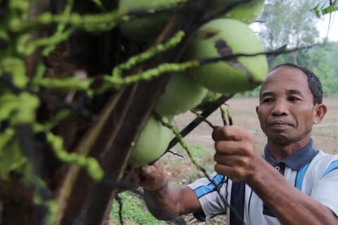 Pola tanam ganda jaga populasi kelapa di Kalsel