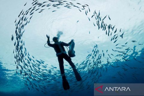 Aksi Sinterklas menyelam untuk memberi makan ikan