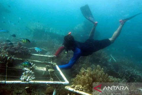 Konservasi bawah laut Pantai Bangsring