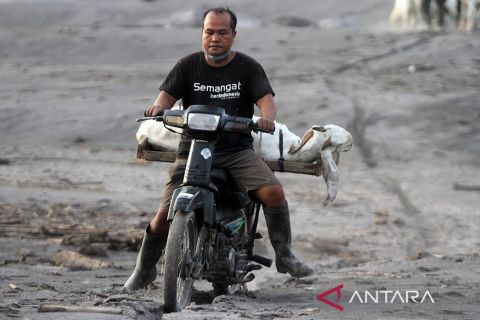 Evakuasi hewan ternak terdampak awan panas Gunung Semeru