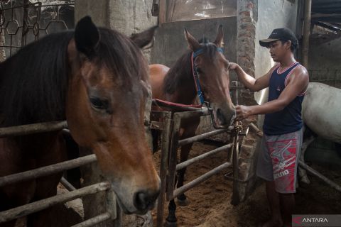 Persiapan kuda kirab pernikahan Kaesang - Erina
