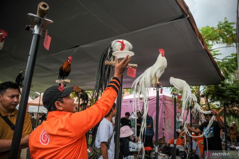 Bandung Lauatan Ayam di Kiara Artha Park