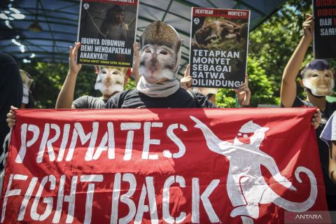 Aksi desak pemerintah tetapkan monyet sebagai satwa dilindungi