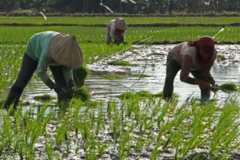 Upah buruh tani di Kabupaten Gowa