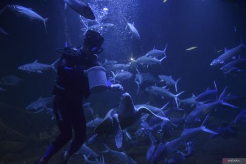 Wisata Aquarium Indonesia Pangandaran