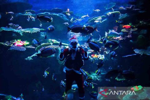 Santa Claus berenang bersama kawanan ikan di akuarium Sea Life Bangkok Ocean World
