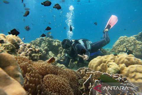 Indahnya wisata diving di Sabang