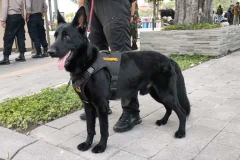 11 ekor anjing K-9 dilibatkan dalam pengamanan ngunduh mantu Kaesang