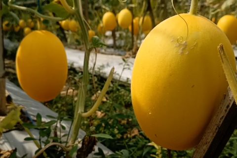 Guru honorer di Kota Cilegon yang sukses budi dayakan melon golden