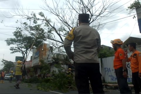 Cegah korban bertambah, pohon rawan tumbang di Jember dipangkas