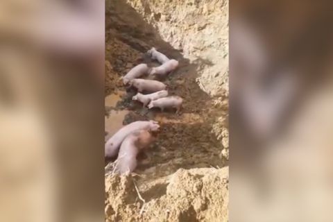 Gubernur Sumut imbau peternak taati standar pengelolaan ternak