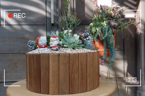 Hantaran Natal cantik dan unik dari tanaman sukulen