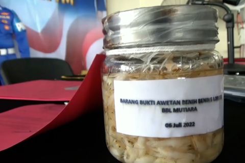 KKP jalani diplomasi intensif dengan Vietnam soal penyelundupan benur