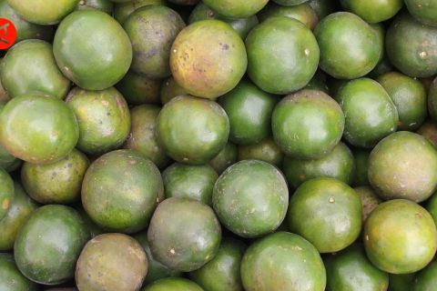 Komisi IV DPR dorong sertifikasi nama jeruk Sambas