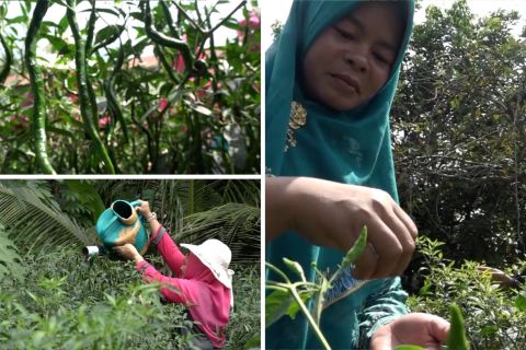 Padang Lawas aktif bergerak dalam program ketahanan pangan dari rumah