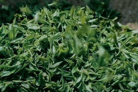 Rahasia di balik nikmatnya teh Longjing Danau Barat di China