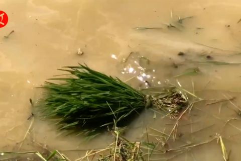 Ratusan hektare sawah di Majalengka terendam banjir