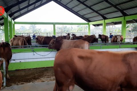 NTB kini miliki pusat pemotongan hewan & industri pengolahannya