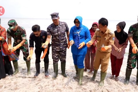 Hari Nusantara, lepas tukik & tanam mangrove di Wakatobi