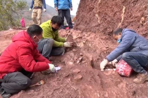 Sejumlah fosil dinosaurus ditemukan di Yunnan